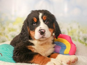 Bernese Mountain Dog-DOG-Male-Black Rust and White-4508192