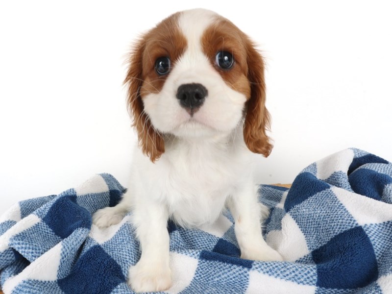 [#14006] Blenheim Male Cavalier King Charles Spaniel Puppies For Sale #1