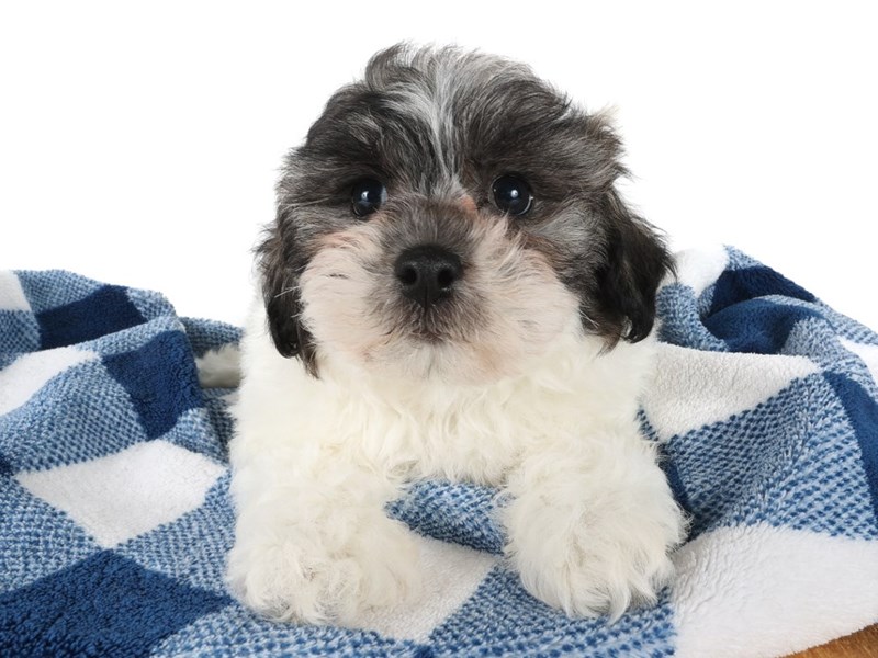 [#14007] Brindle / White Female Havachon Puppies For Sale #1