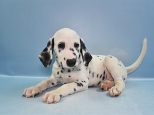 Dalmatian-DOG-Male-4516854