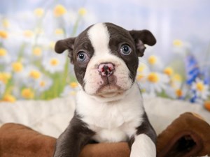 Boston Terrier-DOG-Male-Blue and White-