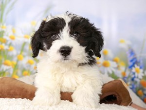 Mini Sheepadoodle-DOG-Female-blk & wh-4517224