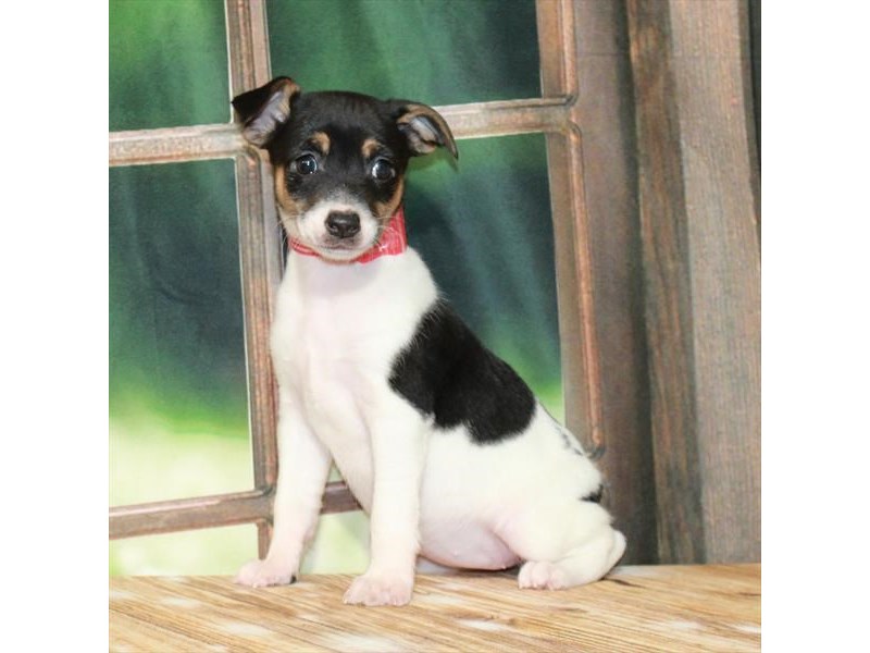 Jack Russell Terrier - 27508 Image #2