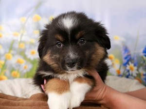 Mini American Shepherd-DOG-Male-tri-4517531