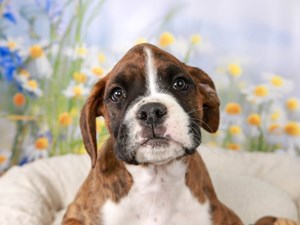 Boxer-DOG-Male-brindle w/wh-4517448