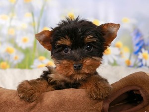 Yorkshire Terrier-DOG-Female-Black and Tan-4516847