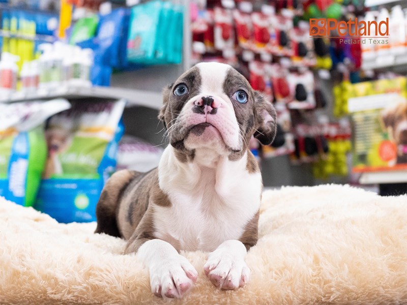 Petland sales available puppies