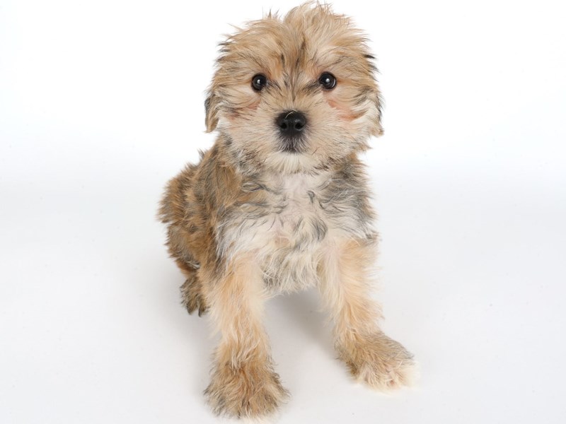 [#14016] Gold Male Morkie Puppies For Sale #1