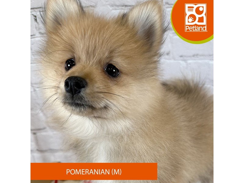 Pomeranian - 19177 Image #2