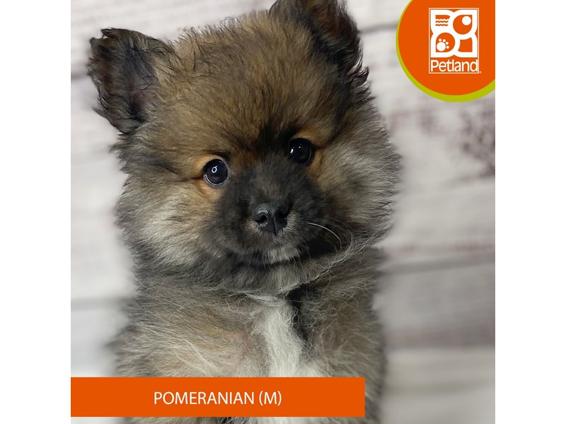 Pomeranian - 9673 Image #2