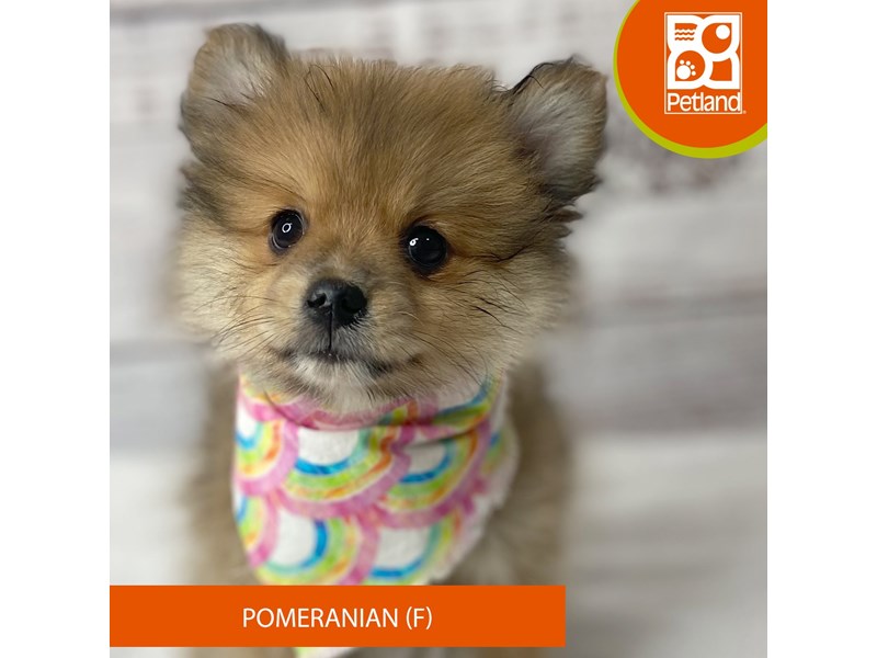 Pomeranian - 9674 Image #2