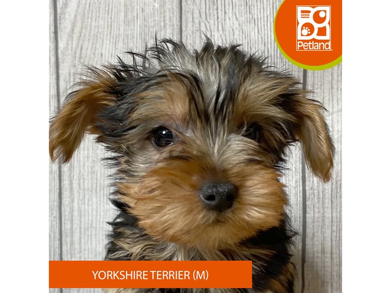 Yorkshire Terrier - 2957 Image #2