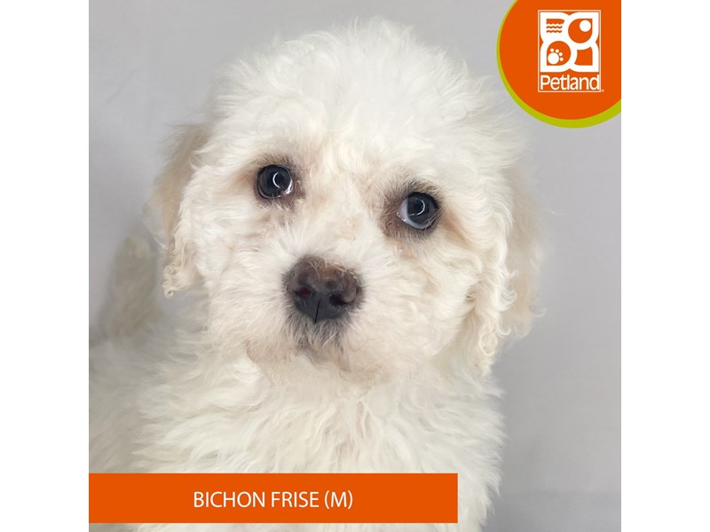 Bichon Frise - 4156 Image #2