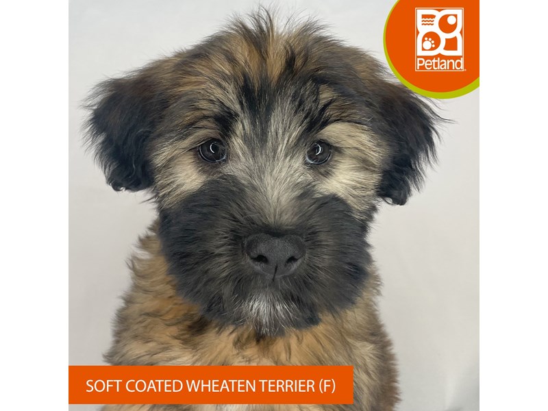Soft Coated Wheaten Terrier - 4160 Image #2