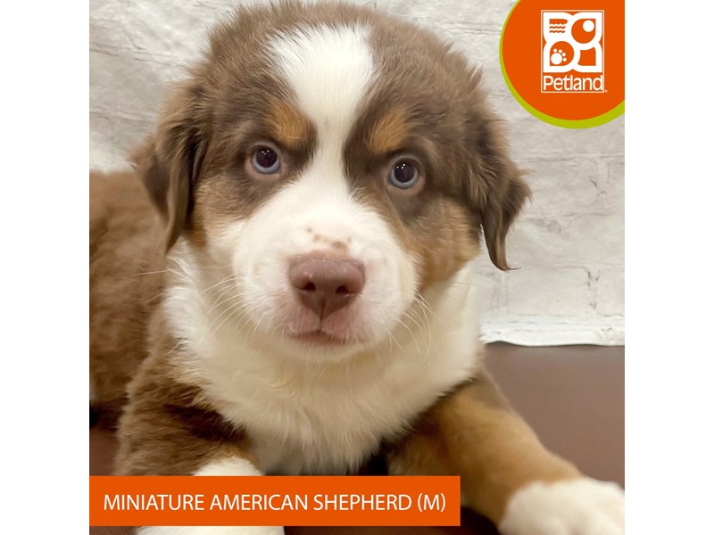 Miniature American Shepherd - 15150 Image #2