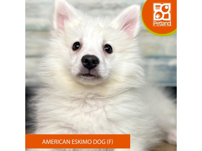 American Eskimo Dog - 3536 Image #2