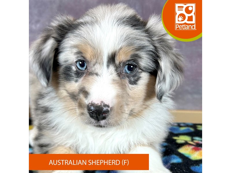Australian Shepherd - 3301 Image #2
