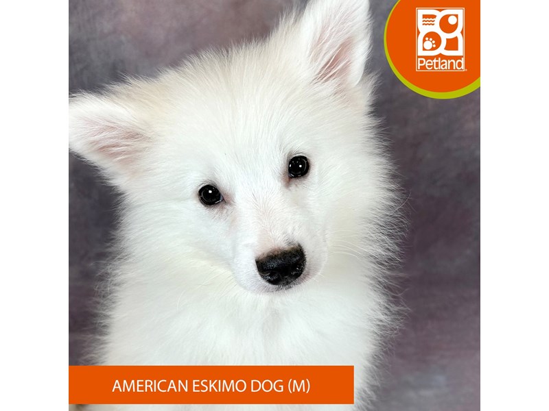 American Eskimo Dog - 3296 Image #2