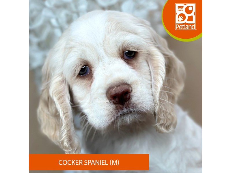 Cocker Spaniel - 15917 Image #2