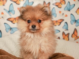 Pomeranian-DOG-Male-sbl-4492611