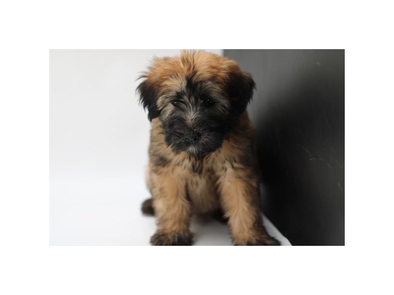 Soft Coated Wheaten Terrier - 2079 Image #2