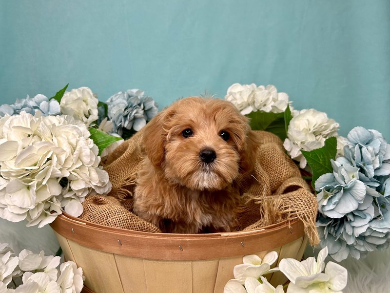 F1B Mini Goldendoodle DOG Apricot ID:4523444 Located at The Barking ...