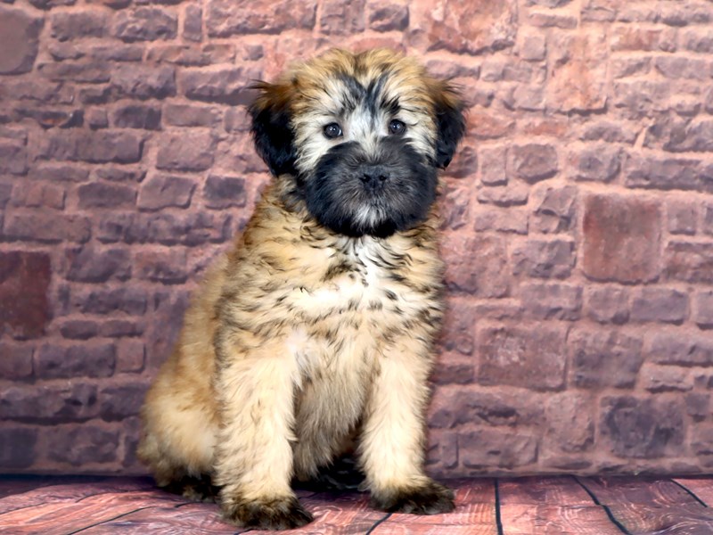 Soft Coated Wheaten Terrier - 2079 Image #3