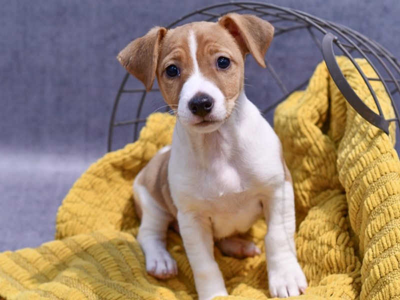 Jack Russell Terrier - 37685 Image #2