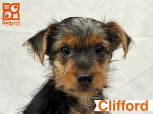 Yorkshire-Terrier-DOG-Male-4525868