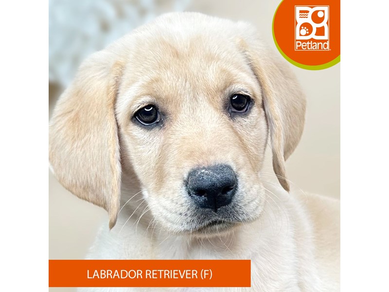 Labrador Retriever - 15940 Image #2