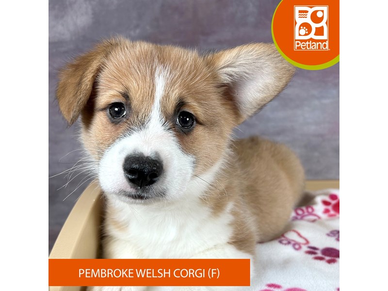 Pembroke Welsh Corgi - 3310 Image #2