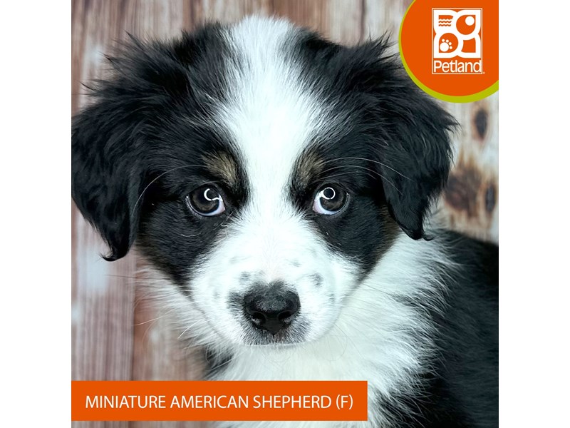 Miniature American Shepherd - 9336 Image #2