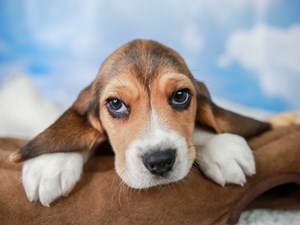 Beagle-DOG-Female-tri-4525694