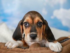 Beagle-DOG-Female-tri-4525696