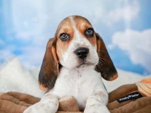 Beagle-DOG-Male-tri-