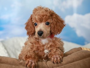 Poodle-DOG-Female-Red w/wh mkgs-4525933
