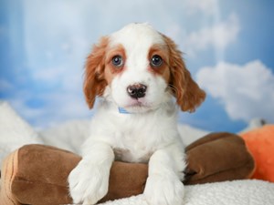 Mini Bernese-DOG-Female-blhm-4525519
