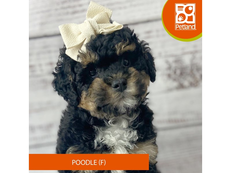 Poodle - 9690 Image #2
