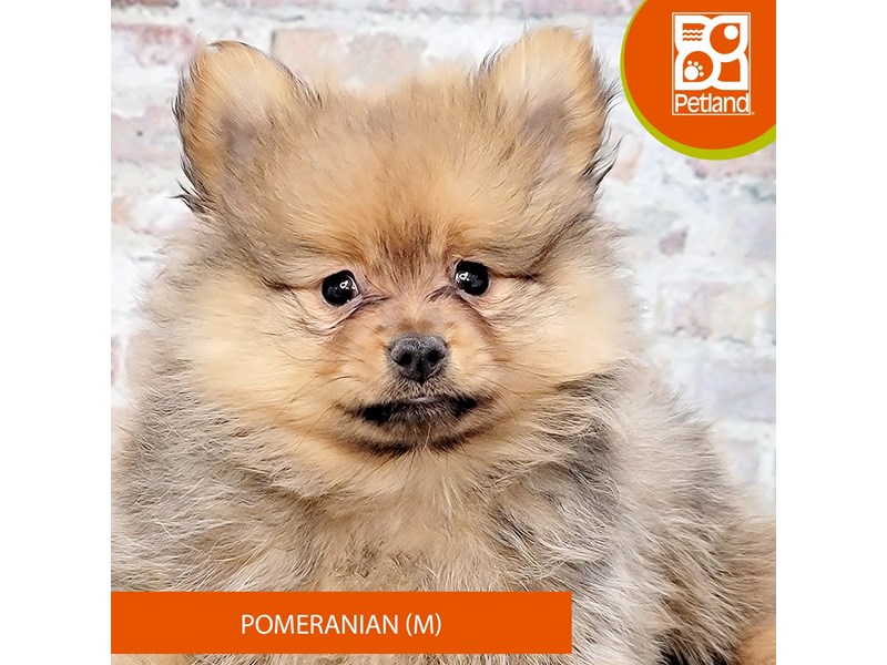 Pomeranian - 2132 Image #2