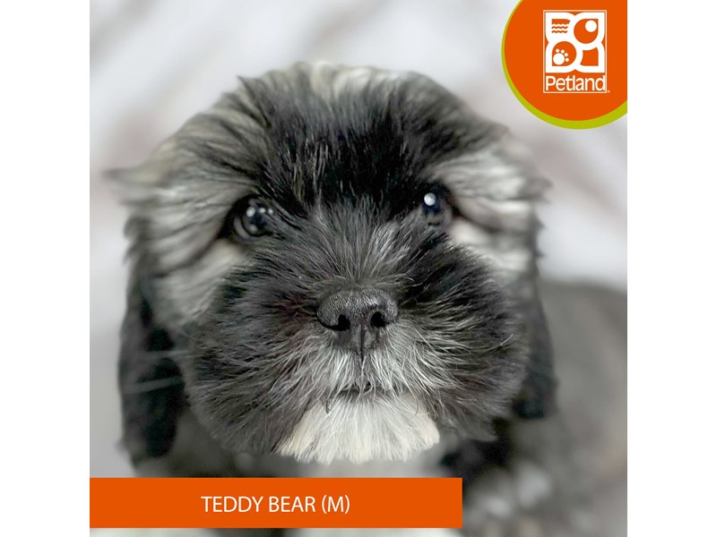 Teddy Bear - 1517 Image #2
