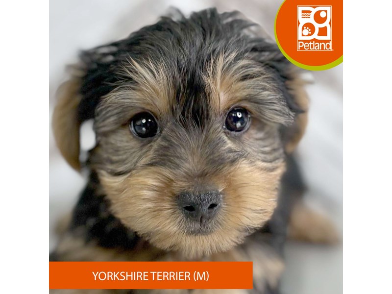 Yorkshire Terrier - 1519 Image #2
