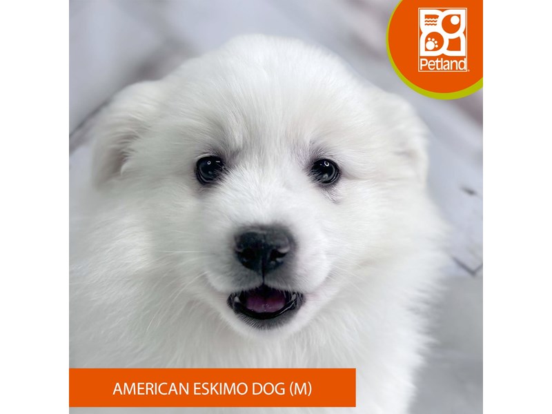 American Eskimo Dog - 1520 Image #2