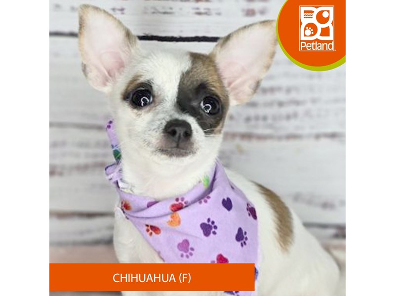 Chihuahua - 3471 Image #2