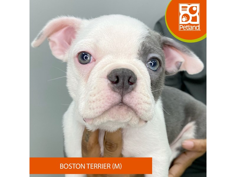 Boston Terrier - 928 Image #2