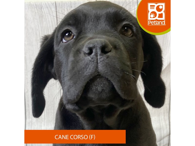 Cane Corso - 2962 Image #2