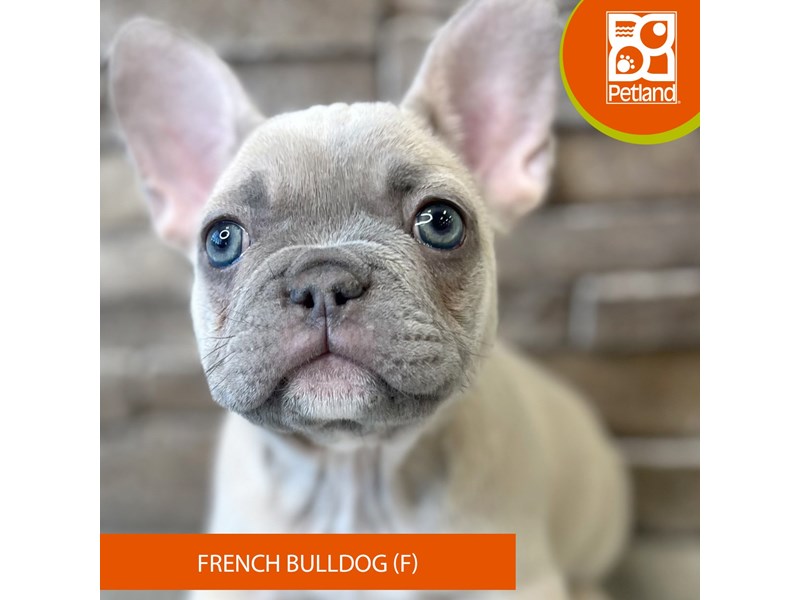 French Bulldog - 905 Image #2