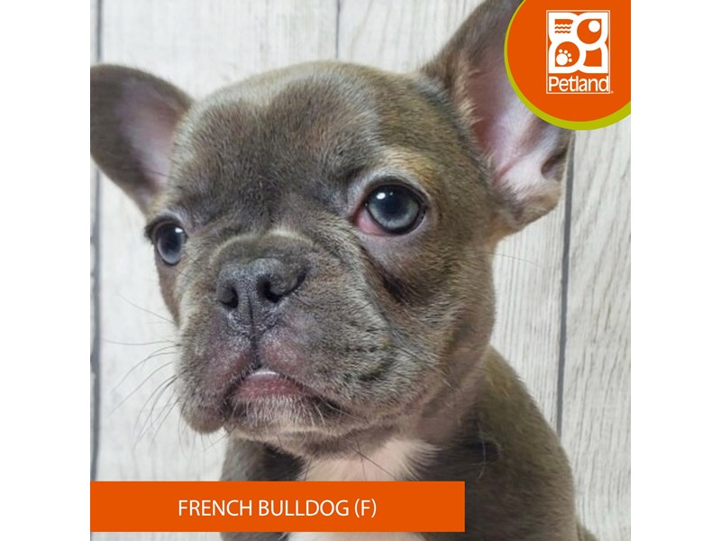 French Bulldog - 2974 Image #2