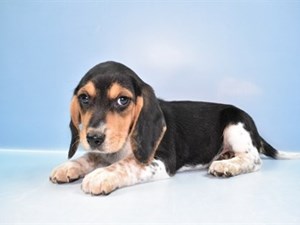 Beagle-DOG-Male-4533142