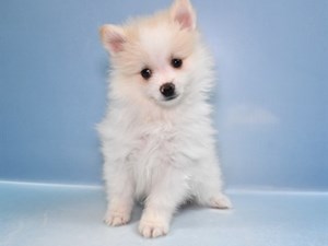 Pomeranian-DOG-Male-4533194