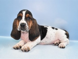 Basset-Hound-DOG-Female-4533243